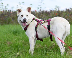Im Training mit Tako
