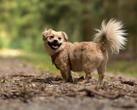 Hundetraining mit Wuschel
