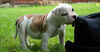 Welpe im Garten