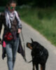 Hund beim Hundetraining