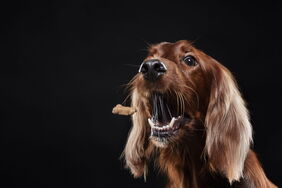 Fang den Keks Hund bekommt Keks
