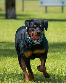 Hund mit Stachelwürger