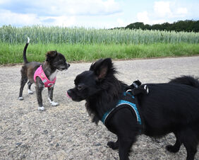 Pepper im Training