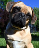 Kleiner Hund