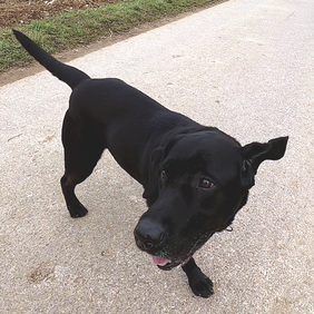 Kundenhund im Training